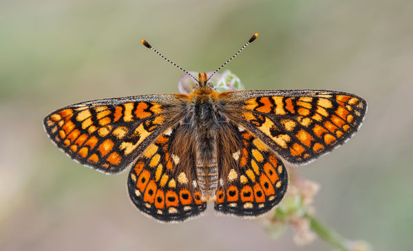 Végveszélyben a végeken &#8211; A lápi tarkalepke Nyugat Zalában