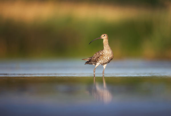 Nagy pólingok járják a kardoskúti gyepeket