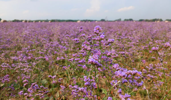 Lila szőnyegként borítja a Hevesi-síkot a magyar sóvirág