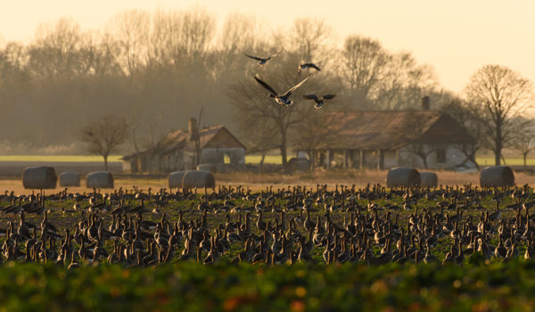 A zsenge gyepeket látogatják a Kis-Sárrét vadlúdcsapatai