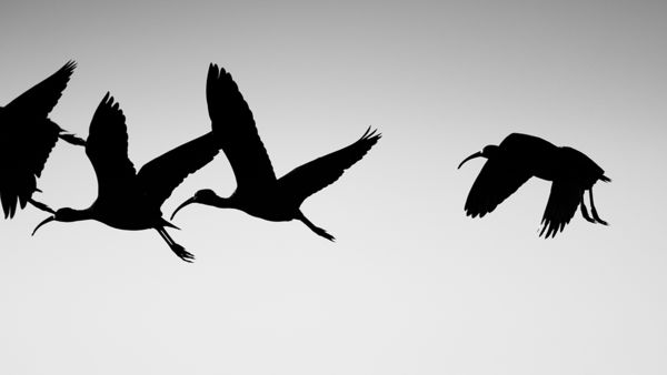 Batlamegfigyelés a Kis-Balatonon