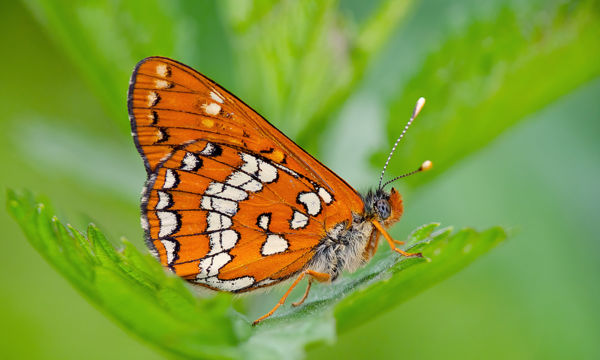 Javában rajzanak a díszes tarkalepkék a Peszéri-erdőben