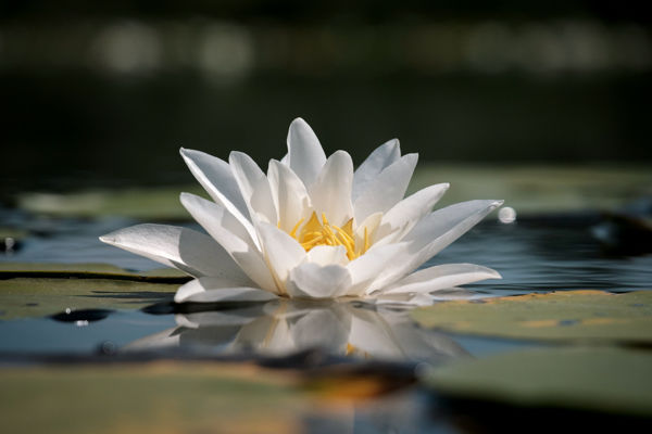 Fehér tündérrózsák pompáznak a csatornákban