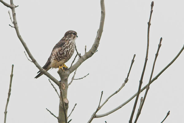 A kis sólymok első hírnökei már megérkeztek a Csanádi pusztákra