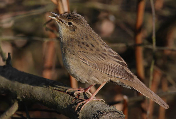 Szép számban költenek réti tücsökmadarak a Kis-Sárréten