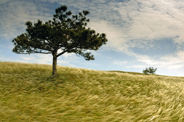 Gyepvédelmi Tanácsadó Szolgálat