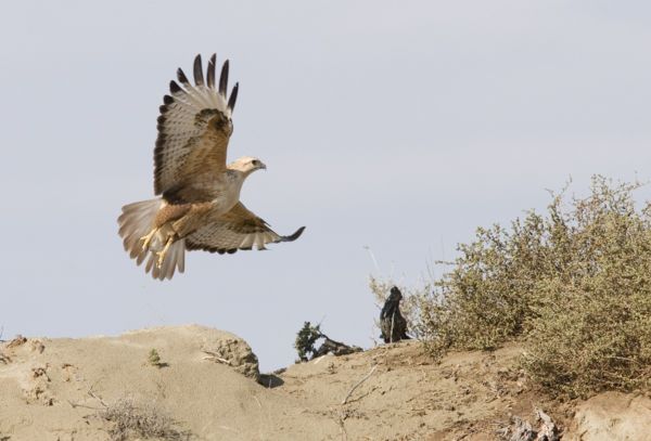 Idén is megjelent a visszajáró pusztai ölyv a Dévaványai-Ecsegi pusztákon