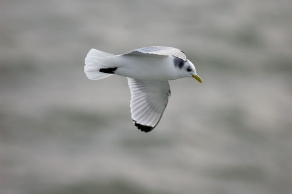 Tengeri madárvendég Egerszalókon