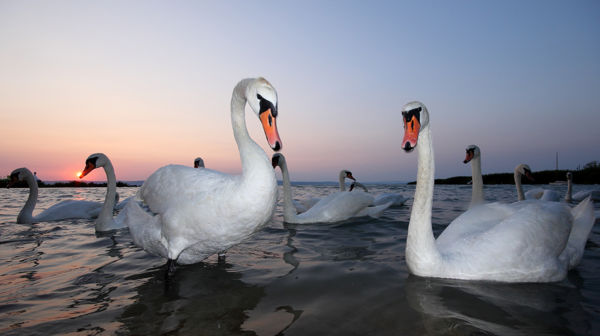 Rekordméretű hattyúcsapat Szakmáron