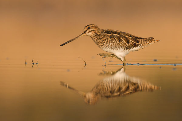 Tetőzött a vadlúd- és a daruvonulás, feltűntek az első sárszalonkák