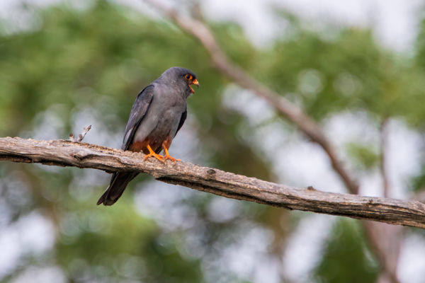 Kék vércsék ezrei gyülekeznek a Körös-Maros Nemzeti Parkban