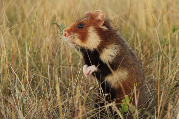 Hörcsög-történelem, avagy hörcsögök a történelemben