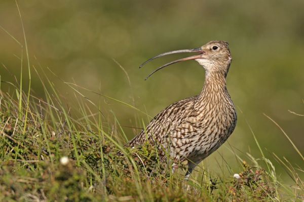 Átnyaraló nagy pólingok a kardoskúti Fehér-tónál