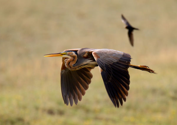 Rekordszámú vörös gém költött a Kis-Sárréten