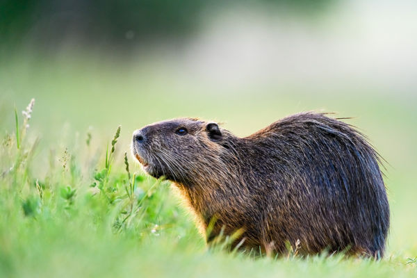 A nutria nyomában Nyugat Zalában