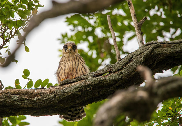 Kirepülés: a Dél-Alföldön jó évük van a kék vércséknek