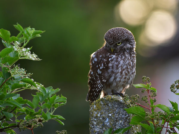 A Kis-Sárréten is stabil a kuvikállomány