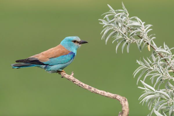 Cserebökénybe megérkeztek az első szalakóták