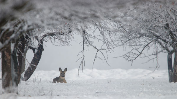 Fehér hótakaró borítja a sárréti tájakat
