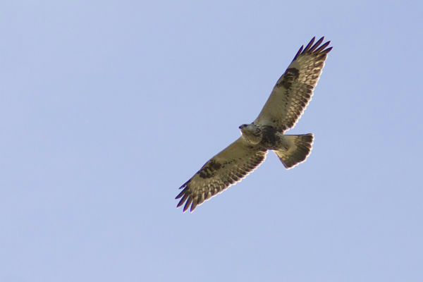 Dévaványára szokatlanul korán érkezett meg az első gatyás ölyv