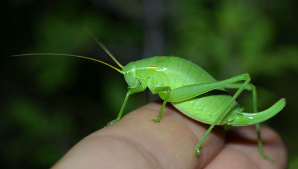 Ha június, akkor tarsza-nász!