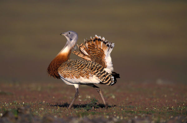 Vedlenek a túzokkakasok, készülnek a nászidőszakra