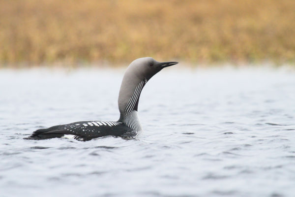 Ritka madárvendég a Kolon-tónál