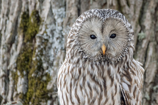 Újra szabadon a mentett uráli bagoly