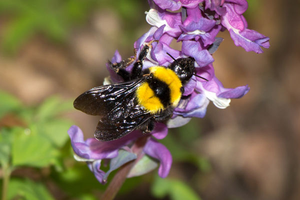 Délvidéki poszméh, a mediterrán óriás