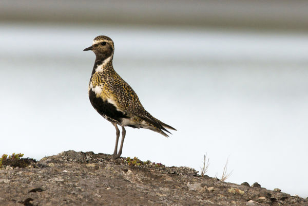 Szokatlan időpontban jelentek meg az aranylilék a Királyhegyesi-pusztán