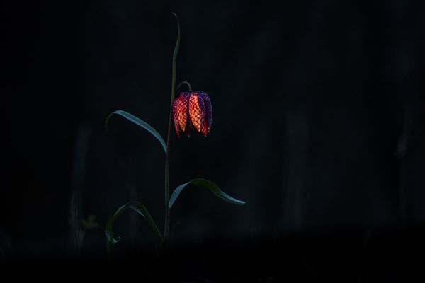 Taroltak magyar fotósaink a WildArt Photographer of the Year fotópályázaton