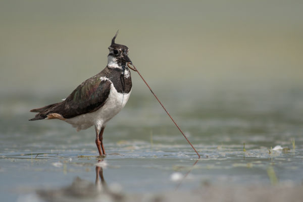 Áttelelő bíbicek keresnek élelmet a kardoskúti Fehér-tó térségében