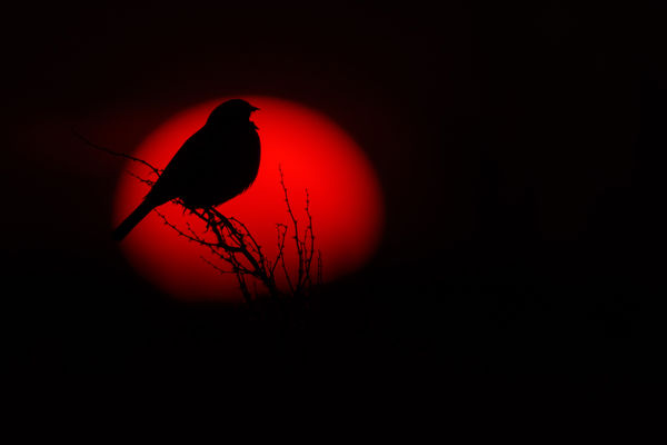 Sordélyok telelnek a kardoskúti pusztákon