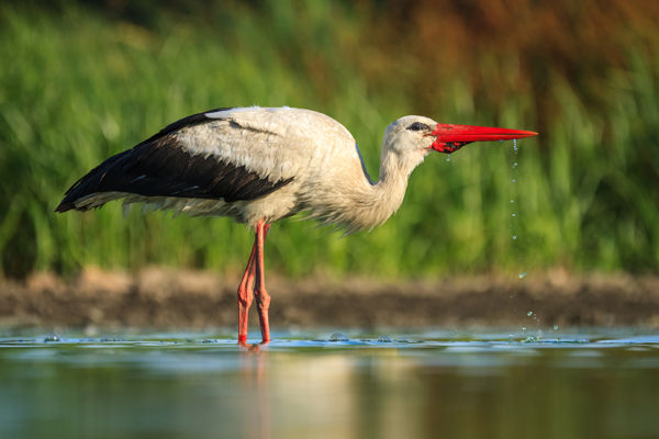 Lassan visszatérnek a fehér gólyák a Körös-Maros Nemzeti Parkba