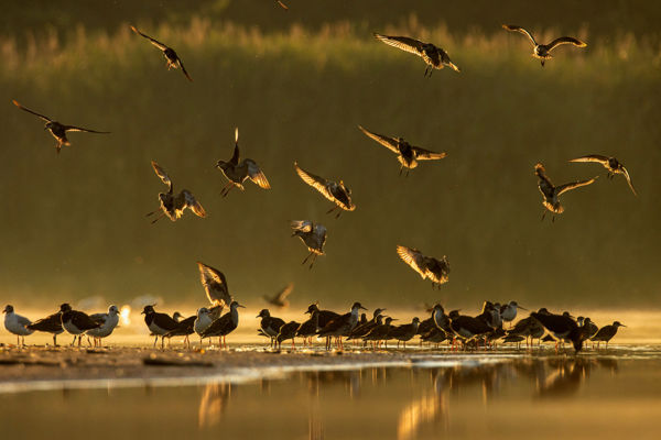 Madárparadicsom Kardoskúton