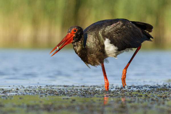 Visszatértek a fekete gólyák a Dél-Alföldre