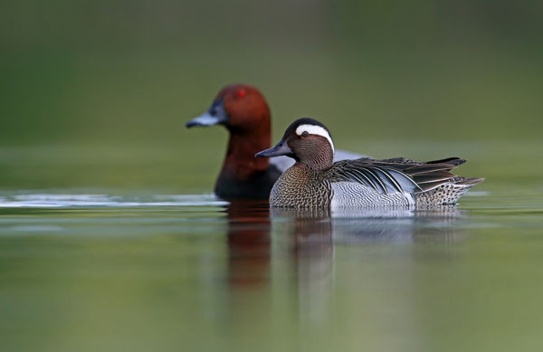 Telelő hegyi récékben gyönyörködhetnek a bajaiak