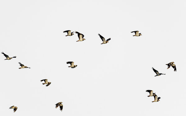 Bíbictömegek, darucsapatok – Élénk madárvonulás a Körös-Maros Nemzeti Park tájain