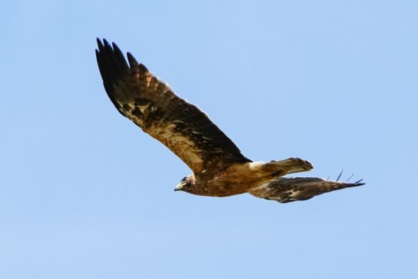 Mindjárt három is van ebből a ritkaságból Bugacon