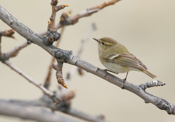 A ritka himalájai füzike felbukkanása Magdolna-pusztán