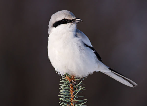 Egy ragadozó énekesmadár is a puszta téli vendége