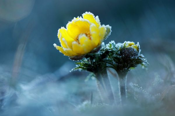 Idén is korán kezdett virágozni a volgamenti hérics