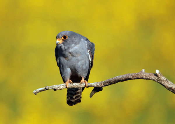 Már gyülekeznek a kék vércsék a Körös-Maros Nemzeti Parkban