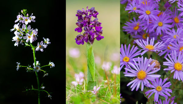 Az Év Vadvirága szavazás: mocsári békaliliom, agárkosbor vagy csillagőszirózsa?