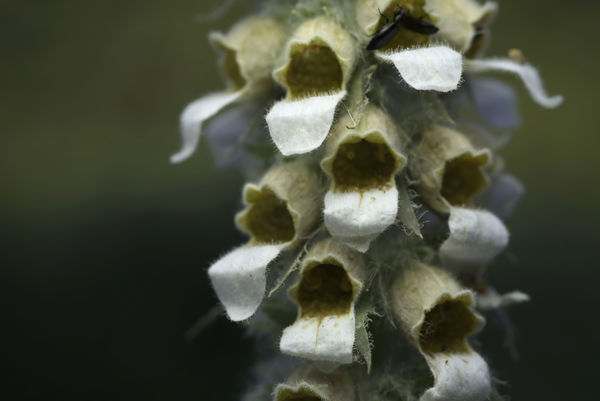 Gyapjas gyűszűvirágok pompáznak a Kis-Sárréten