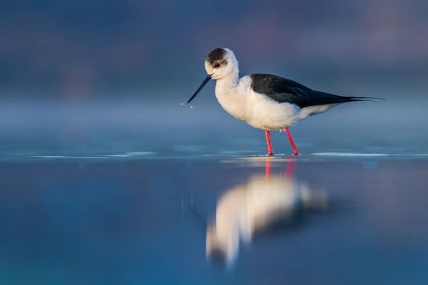 Gólyatöcs baranyai fészkelése