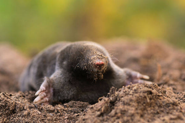 A vakond lett az év emlőse