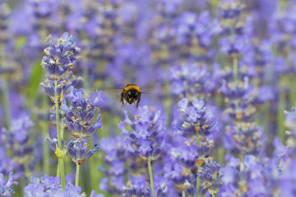 Poszméh Monitoring Program a Duna-Dráva Nemzeti Park Igazgatóság területén