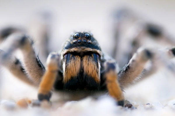 Szongáriai cselőpók bújt elő „barlangjából” Kardoskúton