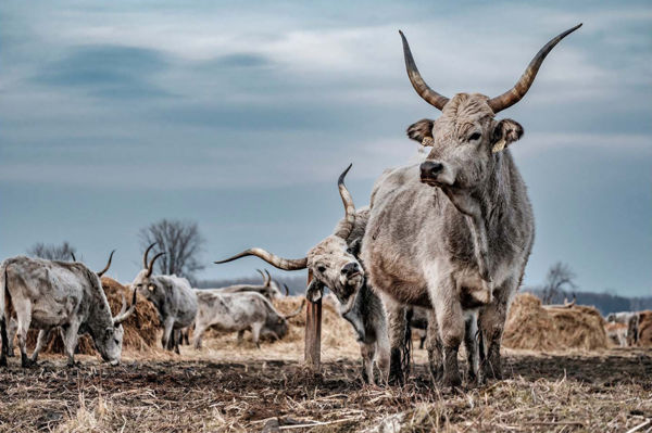 Mindenki nyertes, aki elindult a pályázaton – A gyepek titkai